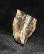 Shed Triceratops Tooth - Inches Long #1133-1